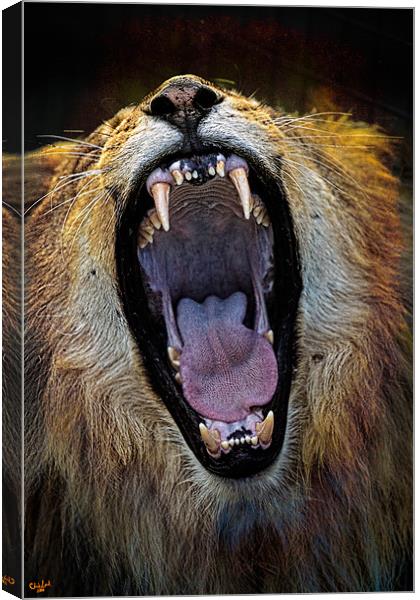 The Royal Yawn Canvas Print by Chris Lord