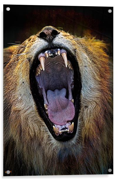 The Royal Yawn Acrylic by Chris Lord