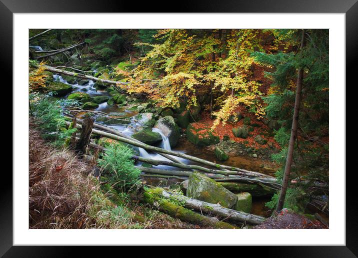 Forest Stream With Fallen Trees Framed Mounted Print by Artur Bogacki