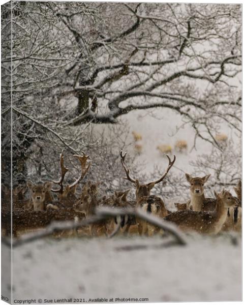 Fallow Deer in the snowy woodland Canvas Print by Sue Lenthall