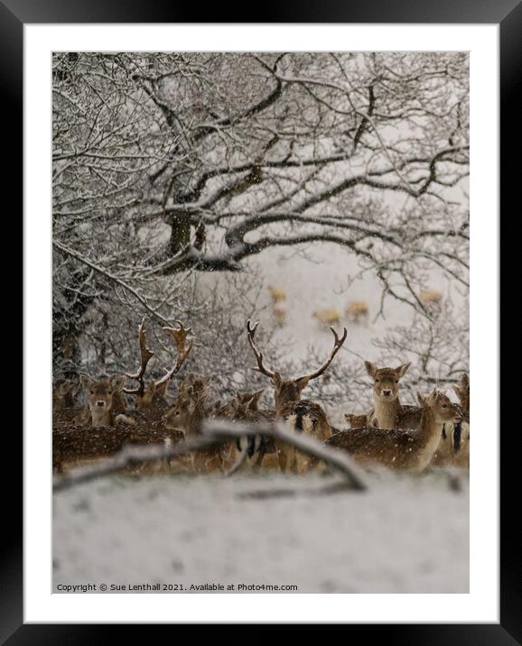 Fallow Deer in the snowy woodland Framed Mounted Print by Sue Lenthall