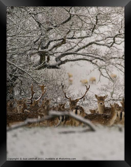 Fallow Deer in the snowy woodland Framed Print by Sue Lenthall