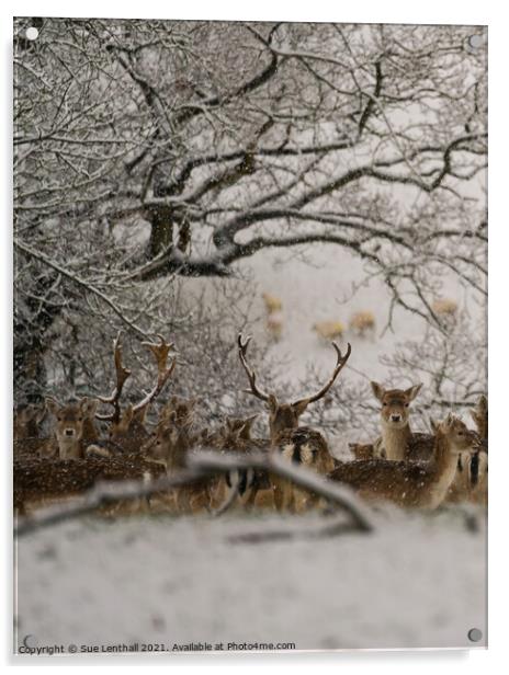 Fallow Deer in the snowy woodland Acrylic by Sue Lenthall