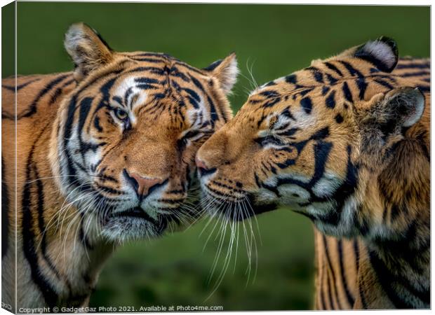 Two Tigers Kissing Canvas Print by GadgetGaz Photo