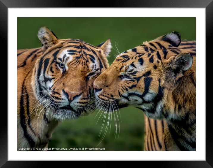 Two Tigers Kissing Framed Mounted Print by GadgetGaz Photo