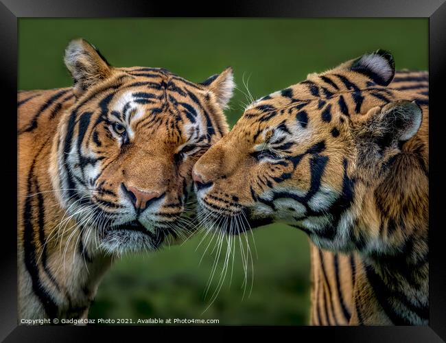 Two Tigers Kissing Framed Print by GadgetGaz Photo