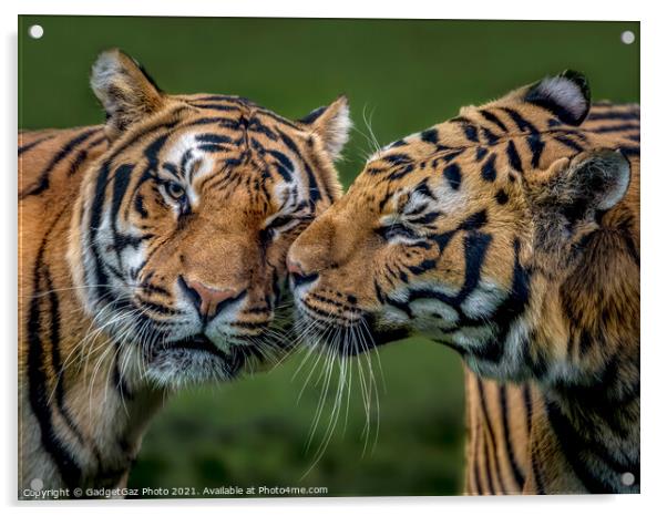 Two Tigers Kissing Acrylic by GadgetGaz Photo