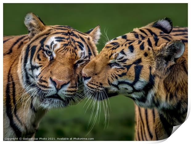 Two Tigers Kissing Print by GadgetGaz Photo