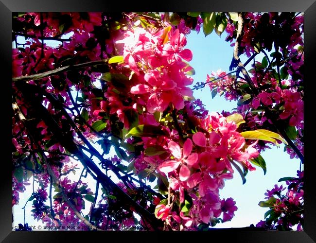 Apple Blossoms Framed Print by Stephanie Moore