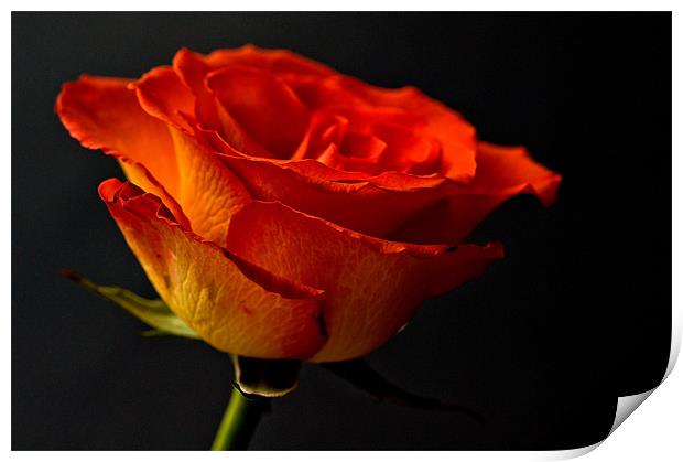 Orange Rose Print by Steve Purnell