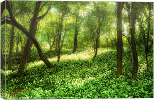 Spring misty morning in an ancient woodland 154 Canvas Print by PHILIP CHALK