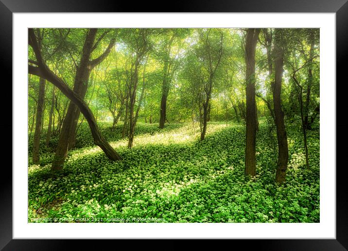 Spring misty morning in an ancient woodland 154 Framed Mounted Print by PHILIP CHALK