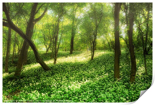 Spring misty morning in an ancient woodland 154 Print by PHILIP CHALK