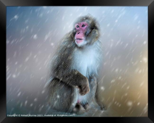 Japanese Macaque in Snow Framed Print by Robert Murray