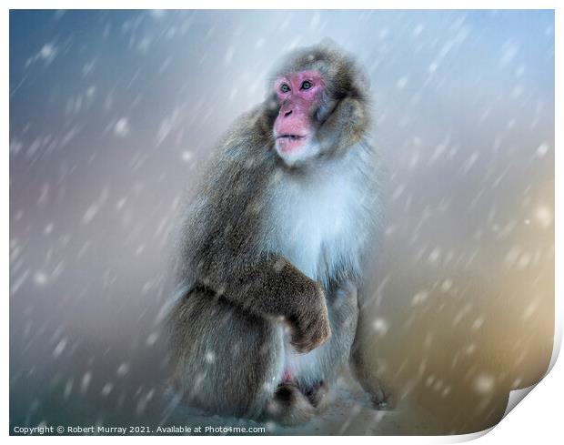 Japanese Macaque in Snow Print by Robert Murray