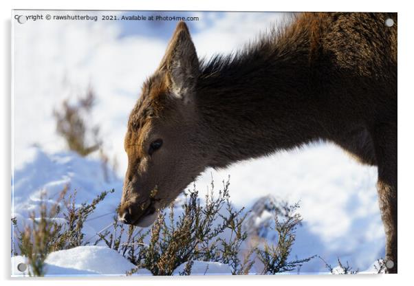 Red Deer Calf In The Snow Acrylic by rawshutterbug 