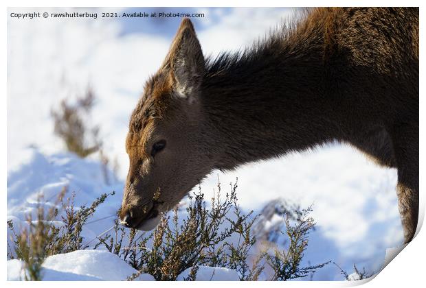 Red Deer Calf In The Snow Print by rawshutterbug 
