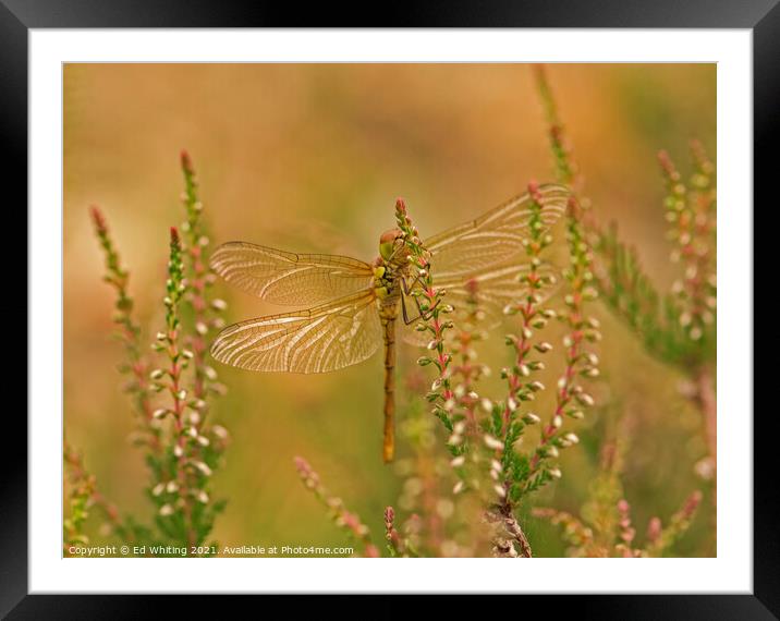 Dragonfly on Heather Framed Mounted Print by Ed Whiting