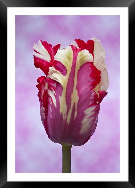 Tulip Estella Reinfeld Framed Mounted Print by Steve Purnell