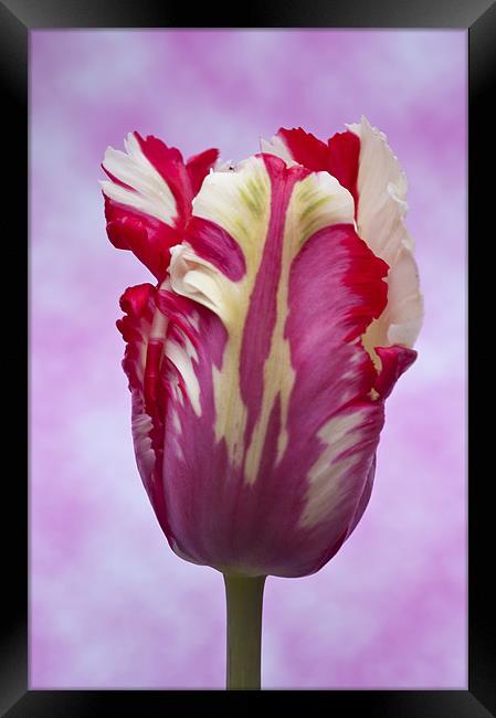 Tulip Estella Reinfeld Framed Print by Steve Purnell