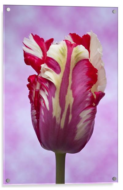 Tulip Estella Reinfeld Acrylic by Steve Purnell