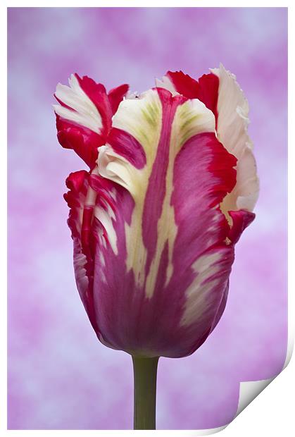 Tulip Estella Reinfeld Print by Steve Purnell