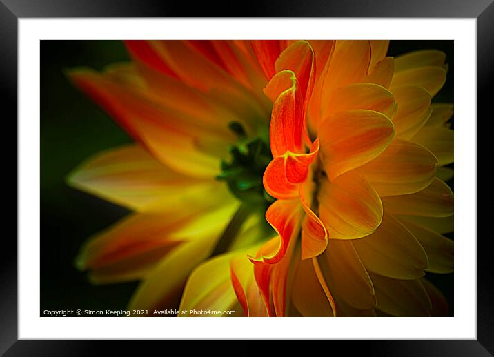 FLAME PETALS Framed Mounted Print by Simon Keeping
