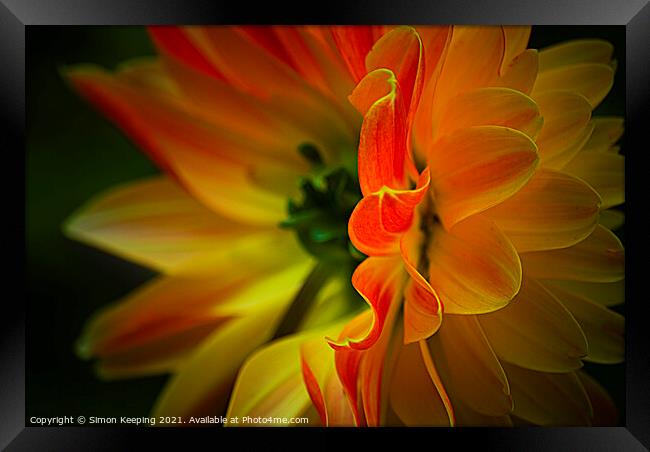 FLAME PETALS Framed Print by Simon Keeping