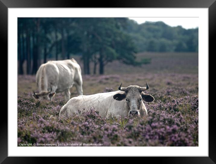 NEW FOREST CATTLE IN HEATHER Framed Mounted Print by Simon Keeping