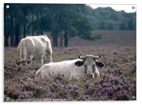 NEW FOREST CATTLE IN HEATHER Acrylic by Simon Keeping