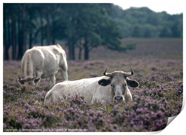 NEW FOREST CATTLE IN HEATHER Print by Simon Keeping