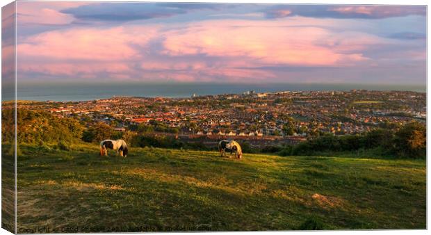 Horses Grazing On the Downs Canvas Print by David Shackle