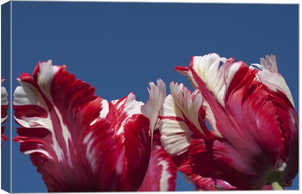 Tulips (Estella Reinfeld) Canvas Print by Steve Purnell