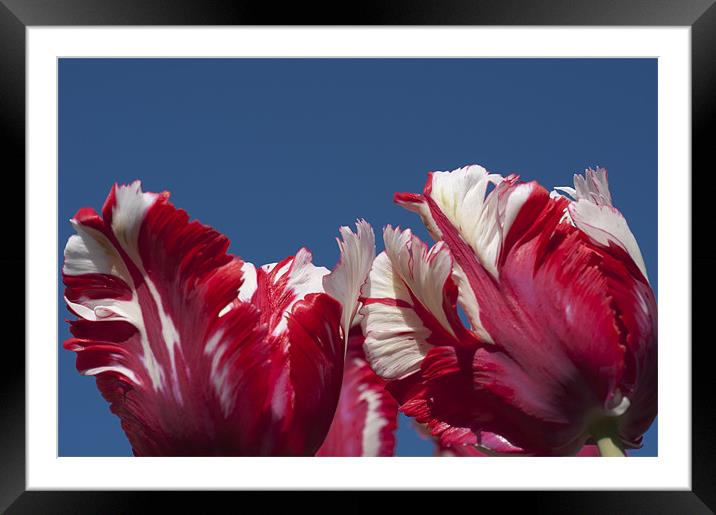 Tulips (Estella Reinfeld) Framed Mounted Print by Steve Purnell
