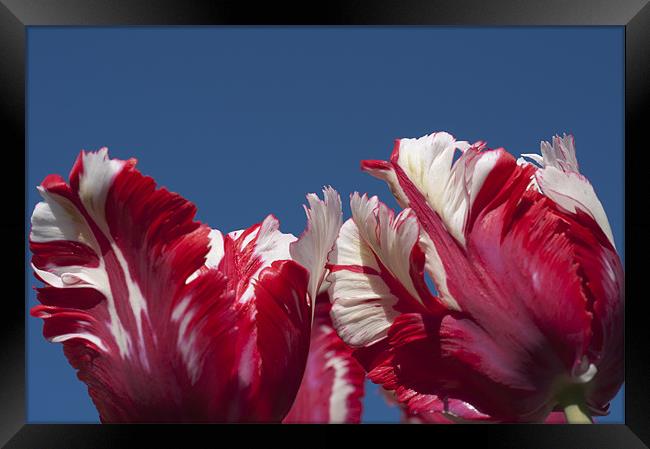 Tulips (Estella Reinfeld) Framed Print by Steve Purnell