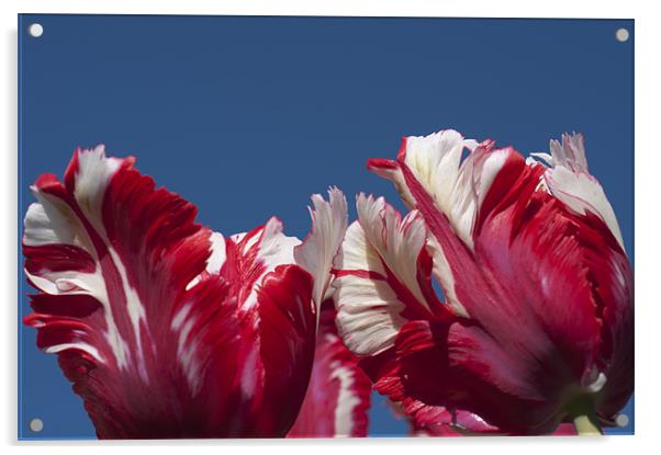 Tulips (Estella Reinfeld) Acrylic by Steve Purnell