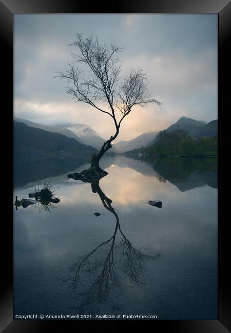 Lone Tree At Llyn Padarn Framed Print by Amanda Elwell