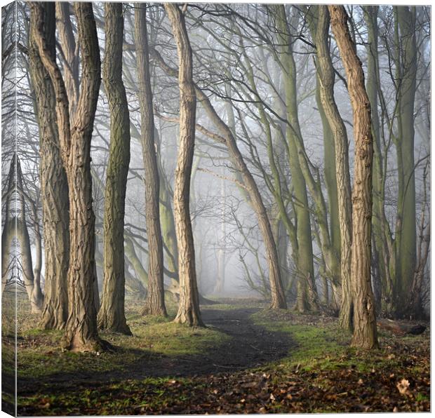 Misty Path  Canvas Print by Ray Tickle