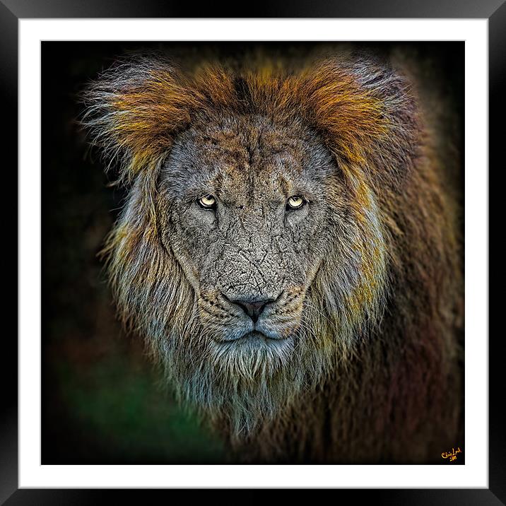 Old Lion Portrait Framed Mounted Print by Chris Lord