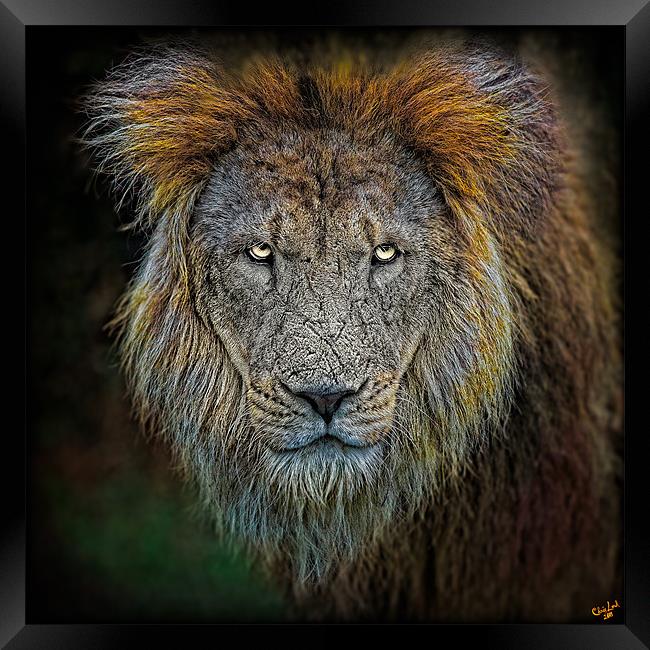 Old Lion Portrait Framed Print by Chris Lord