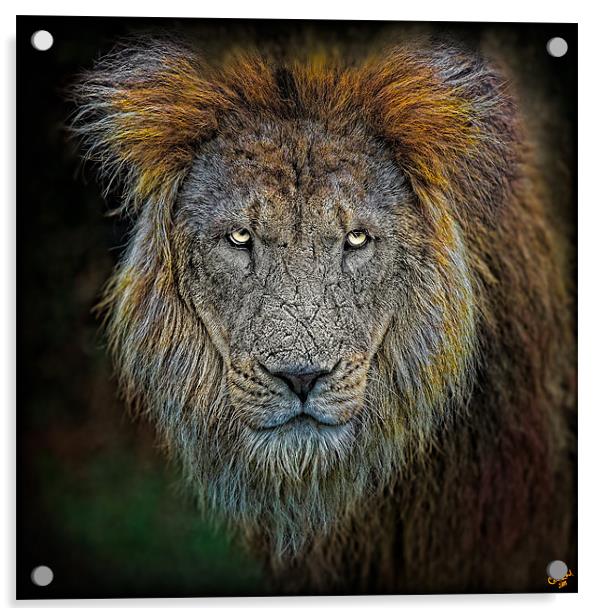 Old Lion Portrait Acrylic by Chris Lord