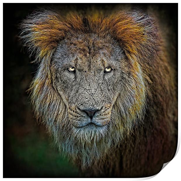 Old Lion Portrait Print by Chris Lord