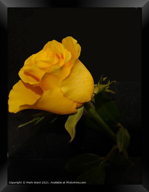 Yellow Rose Framed Print by Mark Ward