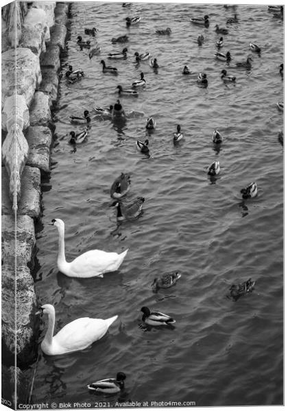 Swans swimming amongst the ducks - standing out, black & white Canvas Print by Blok Photo 