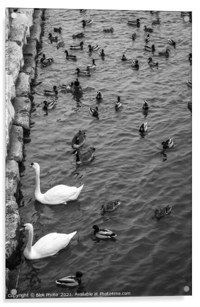 Swans swimming amongst the ducks - standing out, black & white Acrylic by Blok Photo 