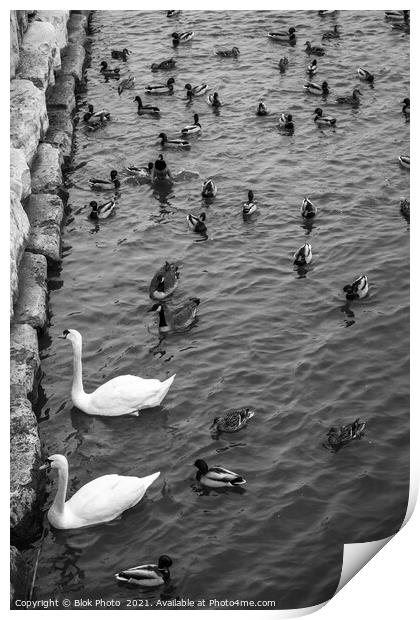 Swans swimming amongst the ducks - standing out, black & white Print by Blok Photo 