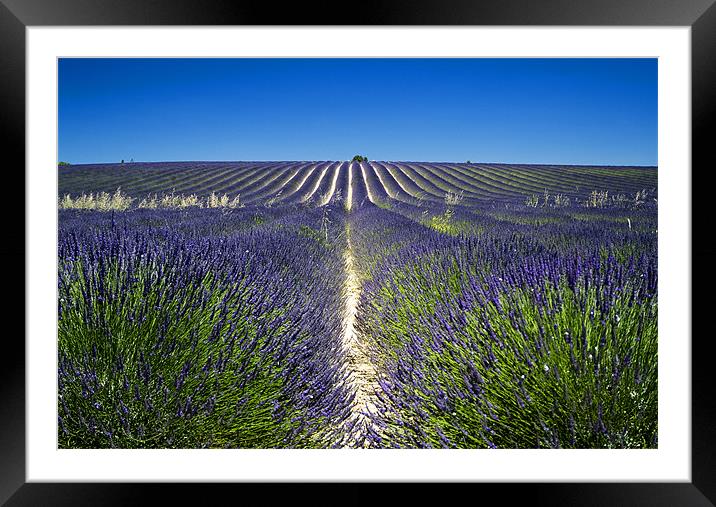 Lavander fields Framed Mounted Print by Andy Wager