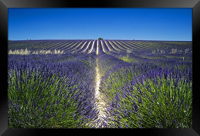Lavander fields Framed Print by Andy Wager
