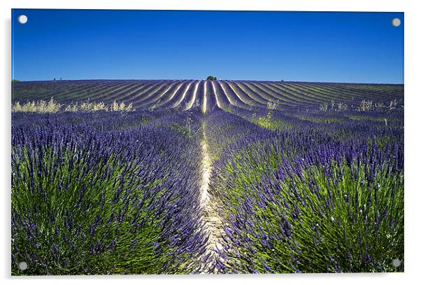 Lavander fields Acrylic by Andy Wager