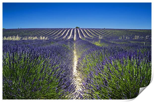 Lavander fields Print by Andy Wager